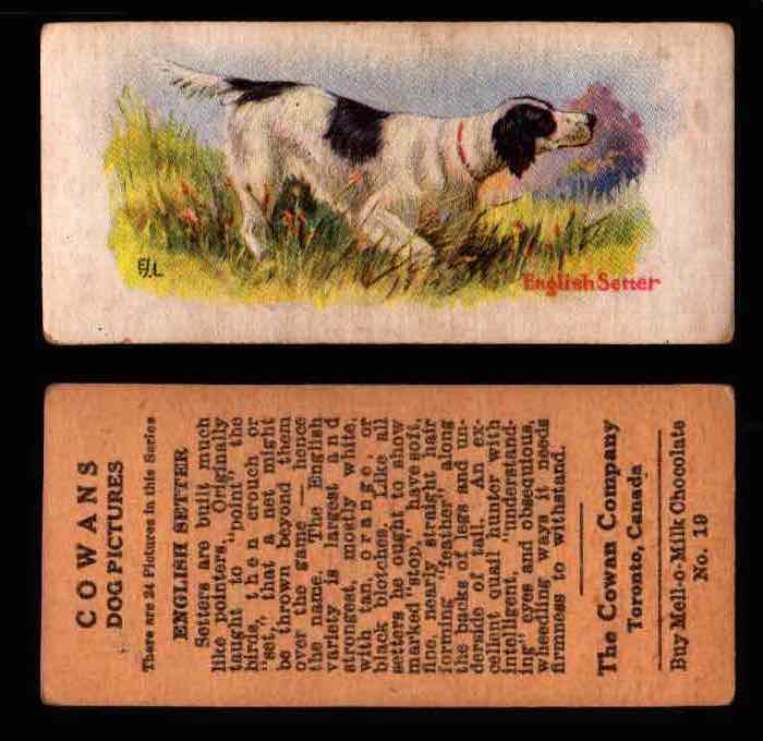 1929 V13 Cowans Dog Pictures Vintage Trading Cards You Pick Singles #1-24 #19 English Setter  - TvMovieCards.com