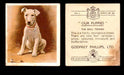 1936 Godfrey Phillips "Our Puppies" Tobacco You Pick Singles Trading Cards #1-30 #1 The Bull Terrier  - TvMovieCards.com