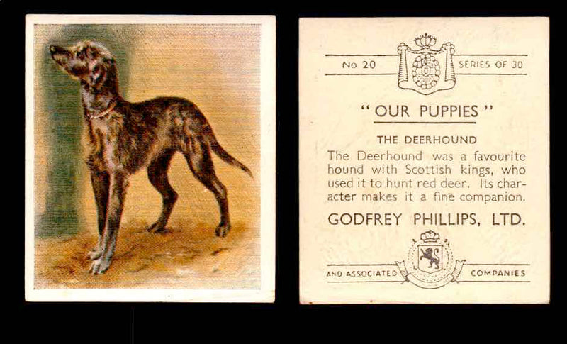 1936 Godfrey Phillips "Our Puppies" Tobacco You Pick Singles Trading Cards #1-30 #20 The Deerhound  - TvMovieCards.com