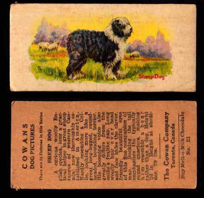 1929 V13 Cowans Dog Pictures Vintage Trading Cards You Pick Singles #1-24 #21 Sheep Dog  - TvMovieCards.com