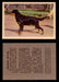 1957 Dogs Premiere Oak Man. R-724-4 Vintage Trading Cards You Pick Singles #1-42 #21 Gordon Setter  - TvMovieCards.com