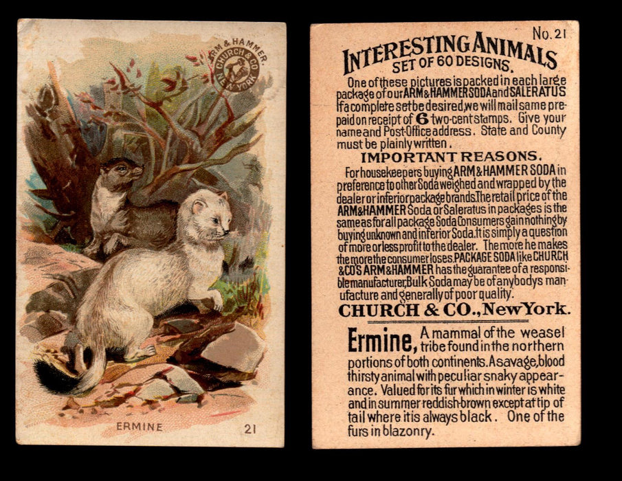 Interesting Animals You Pick Single Card #1-60 1892 J10 Church Arm & Hammer #21 Ermine  - TvMovieCards.com