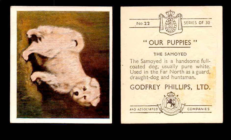 1936 Godfrey Phillips "Our Puppies" Tobacco You Pick Singles Trading Cards #1-30 #22 The Samoyed  - TvMovieCards.com
