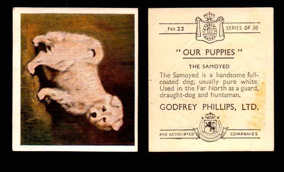 1936 Godfrey Phillips "Our Puppies" Tobacco You Pick Singles Trading Cards #1-30 #22 The Samoyed  - TvMovieCards.com
