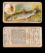1910 Fish and Bait Imperial Tobacco Vintage Trading Cards You Pick Singles #1-50 #22 The Rainbow Trout  - TvMovieCards.com