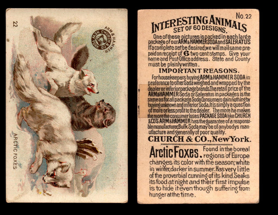 Interesting Animals You Pick Single Card #1-60 1892 J10 Church Arm & Hammer #22 Arctic Foxes Damaged Tape on Back  - TvMovieCards.com