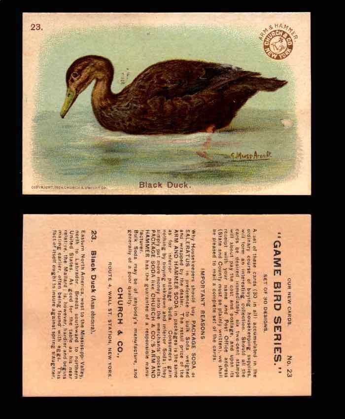 1904 Arm & Hammer Game Bird Series Vintage Trading Cards Singles #1-30 #23 Black Duck  - TvMovieCards.com