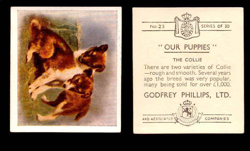 1936 Godfrey Phillips "Our Puppies" Tobacco You Pick Singles Trading Cards #1-30 #23 The Collie  - TvMovieCards.com
