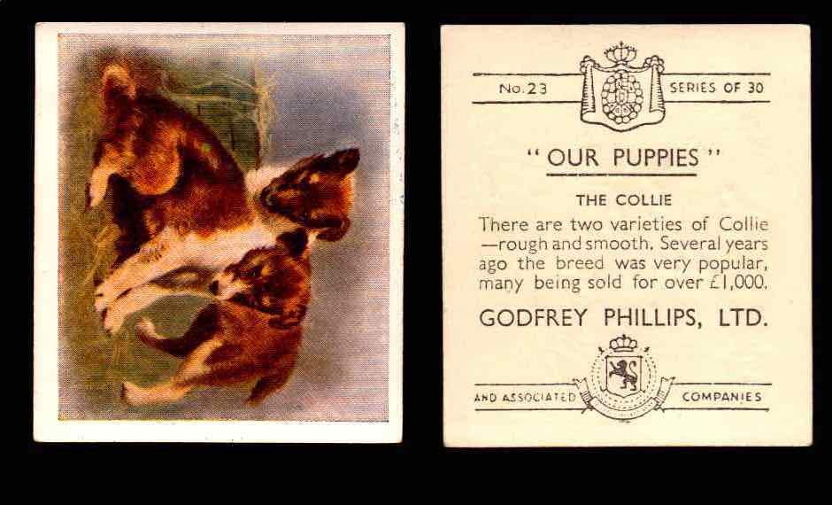 1936 Godfrey Phillips "Our Puppies" Tobacco You Pick Singles Trading Cards #1-30 #23 The Collie  - TvMovieCards.com