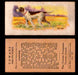 1929 V13 Cowans Dog Pictures Vintage Trading Cards You Pick Singles #1-24 #23 Pointer  - TvMovieCards.com