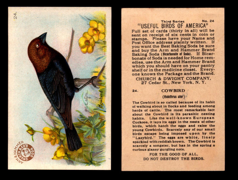 Birds - Useful Birds of America 3rd Series You Pick Singles Church & Dwight J-7 #24 Cowbird  - TvMovieCards.com
