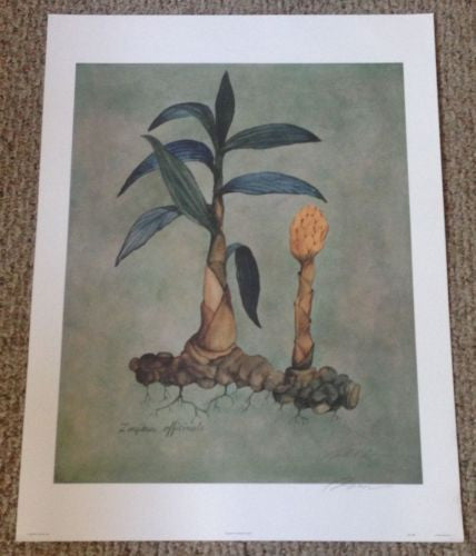 Original Robert White "Ginger" Lithograph Print Hand Signed   - TvMovieCards.com