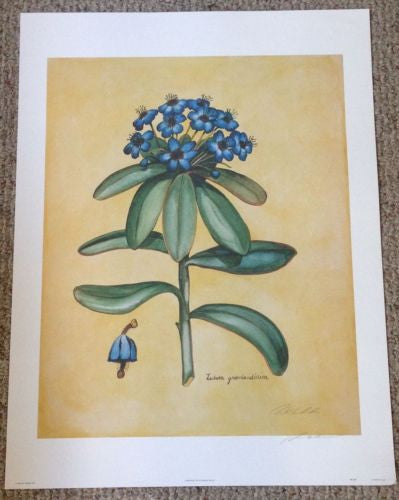 Original Robert White "Labrador Tea" Lithograph Print Hand Signed   - TvMovieCards.com
