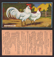 1924 V12 Cowans Chicken Pictures Vintage Trading Cards You Pick Singles #1-24 #24 White Leghorn  - TvMovieCards.com