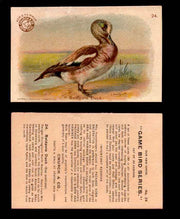 1904 Arm & Hammer Game Bird Series Vintage Trading Cards Singles #1-30 #24 Baldpate Duck  - TvMovieCards.com