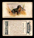 1925 Dogs 2nd Series Imperial Tobacco Vintage Trading Cards U Pick Singles #1-50 #25 Labrador Retriever  - TvMovieCards.com