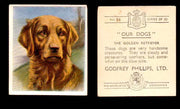 1939 Godfrey Phillips "Our Dogs" Tobacco You Pick Singles Trading Cards #1-30 #26 The Golden Retriever  - TvMovieCards.com