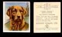 1939 Godfrey Phillips "Our Dogs" Tobacco You Pick Singles Trading Cards #1-30 #26 The Golden Retriever  - TvMovieCards.com