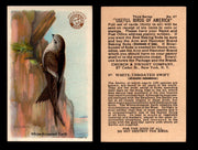 Birds - Useful Birds of America 3rd Series You Pick Singles Church & Dwight J-7 #27 White-throated Swift  - TvMovieCards.com