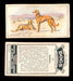 1925 Dogs 2nd Series Imperial Tobacco Vintage Trading Cards U Pick Singles #1-50 #27 Salukis  - TvMovieCards.com