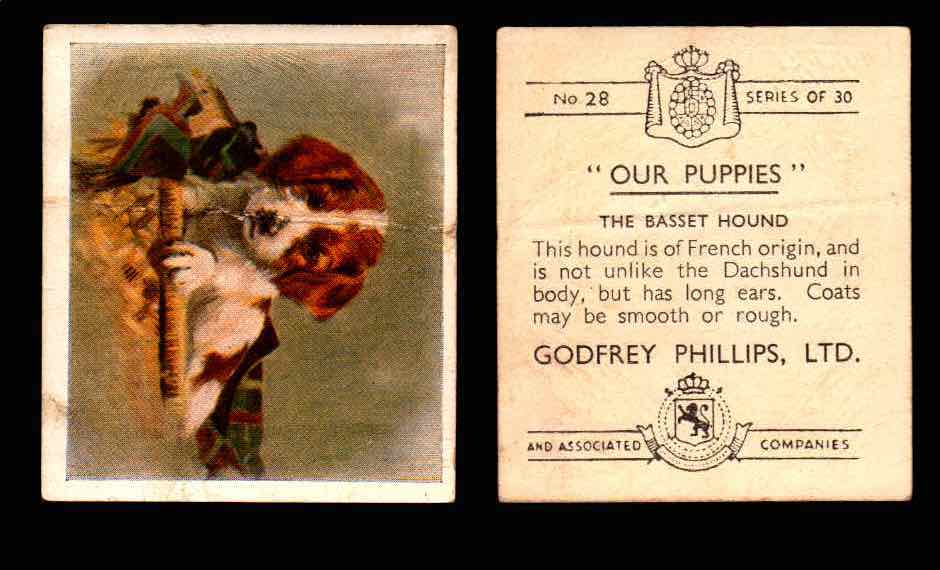 1936 Godfrey Phillips "Our Puppies" Tobacco You Pick Singles Trading Cards #1-30 #28 The Basset Hound  - TvMovieCards.com
