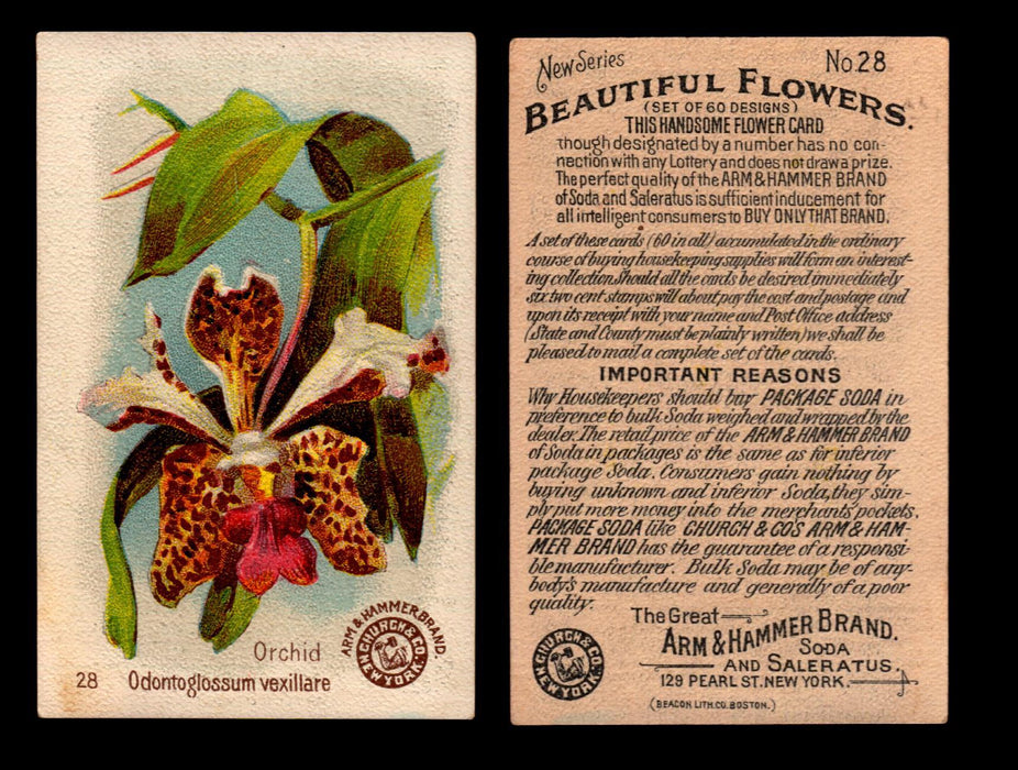 Beautiful Flowers New Series You Pick Singles Card #1-#60 Arm & Hammer 1888 J16 #28 Orchid - Odontoglossum Vexillare  - TvMovieCards.com