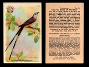 Birds - Useful Birds of America 3rd Series You Pick Singles Church & Dwight J-7 #29 Scissor-tailed Flycatcher  - TvMovieCards.com