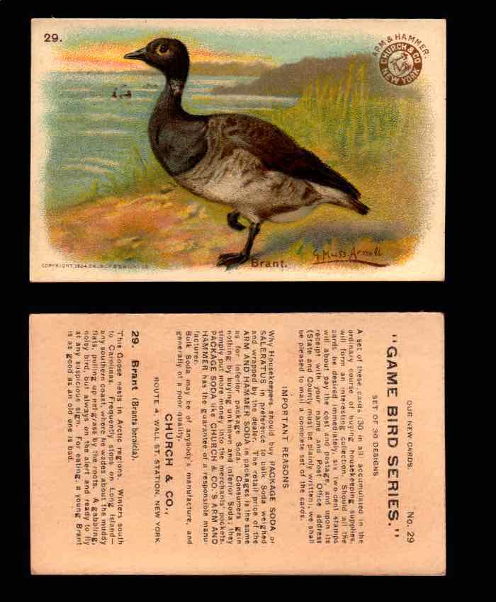 1904 Arm & Hammer Game Bird Series Vintage Trading Cards Singles #1-30 #29 Brant  - TvMovieCards.com