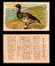 1904 Arm & Hammer Game Bird Series Vintage Trading Cards Singles #1-30 #29 Brant  - TvMovieCards.com