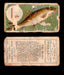 1910 Fish and Bait Imperial Tobacco Vintage Trading Cards You Pick Singles #1-50 #2 The Barbel  - TvMovieCards.com