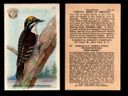 Birds - Useful Birds of America 3rd Series You Pick Singles Church & Dwight J-7 #30 American Three-toed Woodpecker  - TvMovieCards.com