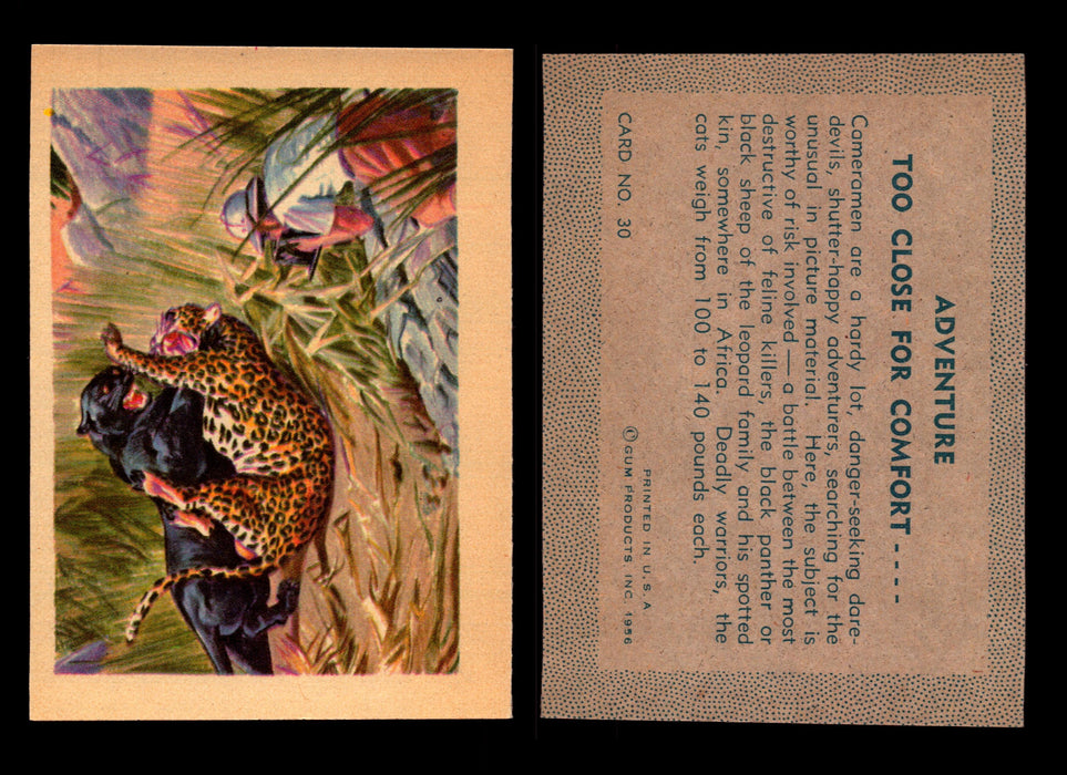 1956 Adventure Vintage Trading Cards Gum Products #1-#100 You Pick Singles #30 Too Close for Comfort / Black Panther vs Lepard  - TvMovieCards.com