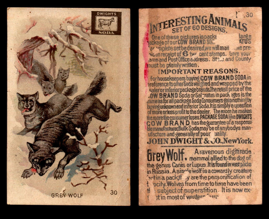 Interesting Animals You Pick Single Card #1-60 1892 J10 Church Arm & Hammer #30 Grey Wolf Dwight Soda Back Damaged  - TvMovieCards.com