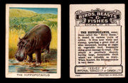 1923 Birds, Beasts, Fishes C1 Imperial Tobacco Vintage Trading Cards Singles #31 The Hippopotamus  - TvMovieCards.com
