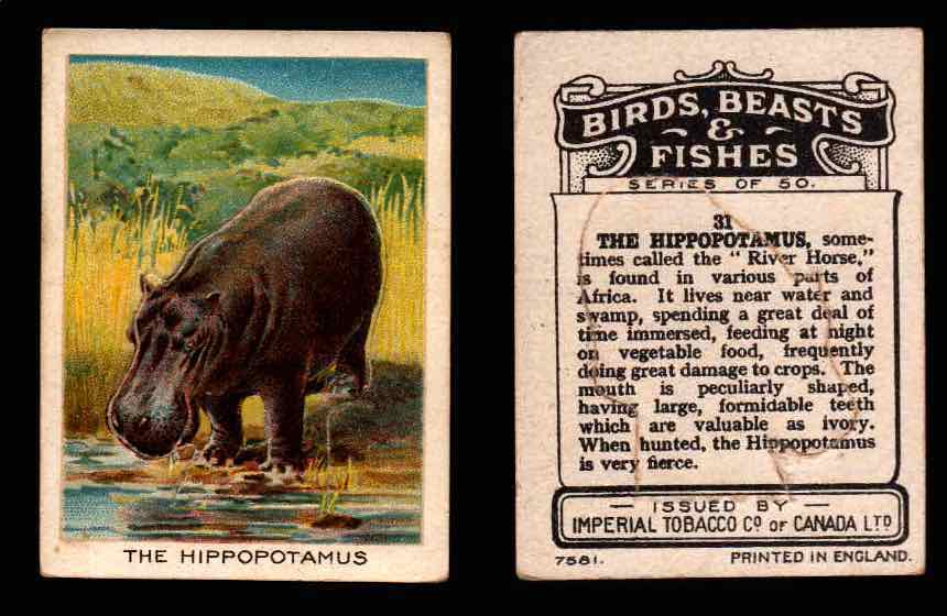 1923 Birds, Beasts, Fishes C1 Imperial Tobacco Vintage Trading Cards Singles #31 The Hippopotamus  - TvMovieCards.com
