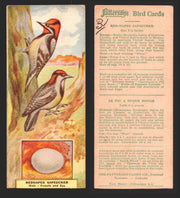 1924 Patterson's Bird Chocolate Vintage Trading Cards U Pick Singles #1-46 31 Red-Naped Sapsucker  - TvMovieCards.com