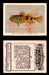 1923 Birds, Beasts, Fishes C1 Imperial Tobacco Vintage Trading Cards Singles #33 The Father-Lather Fish  - TvMovieCards.com