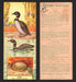 1924 Patterson's Bird Chocolate Vintage Trading Cards U Pick Singles #1-46 33 Loon  - TvMovieCards.com