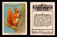 1923 Birds, Beasts, Fishes C1 Imperial Tobacco Vintage Trading Cards Singles #34 The Common Squirrel  - TvMovieCards.com