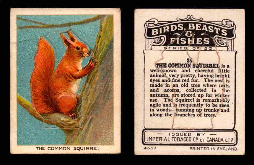 1923 Birds, Beasts, Fishes C1 Imperial Tobacco Vintage Trading Cards Singles #34 The Common Squirrel  - TvMovieCards.com