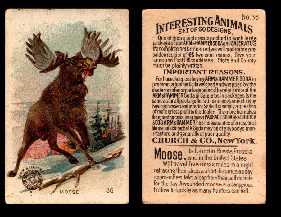 Interesting Animals You Pick Single Card #1-60 1892 J10 Church Arm & Hammer #36 Moose  - TvMovieCards.com