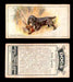 1925 Dogs 2nd Series Imperial Tobacco Vintage Trading Cards U Pick Singles #1-50 #36 Field Spaniel  - TvMovieCards.com