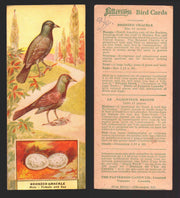 1924 Patterson's Bird Chocolate Vintage Trading Cards U Pick Singles #1-46 36 Bronzed Crackle  - TvMovieCards.com