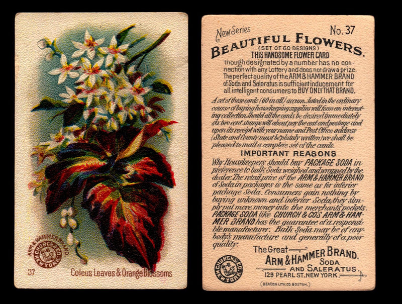 Beautiful Flowers New Series You Pick Singles Card #1-#60 Arm & Hammer 1888 J16 #37 Coleus Leaves & Orange Blossoms  - TvMovieCards.com