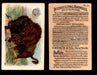 Interesting Animals You Pick Single Card #1-60 1892 J10 Church Arm & Hammer #39 Buffalo  - TvMovieCards.com