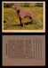 1957 Dogs Premiere Oak Man. R-724-4 Vintage Trading Cards You Pick Singles #1-42 #39 Weimaraner  - TvMovieCards.com