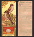 1924 Patterson's Bird Chocolate Vintage Trading Cards U Pick Singles #1-46 39 Phoebe (Bridge Bird)  - TvMovieCards.com