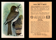 Birds - Useful Birds of America 9th Series You Pick Singles Church & Dwight J-9 #3 Eastern Phoebe  - TvMovieCards.com