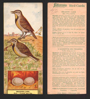 1924 Patterson's Bird Chocolate Vintage Trading Cards U Pick Singles #1-46 40 Meadow Lark  - TvMovieCards.com