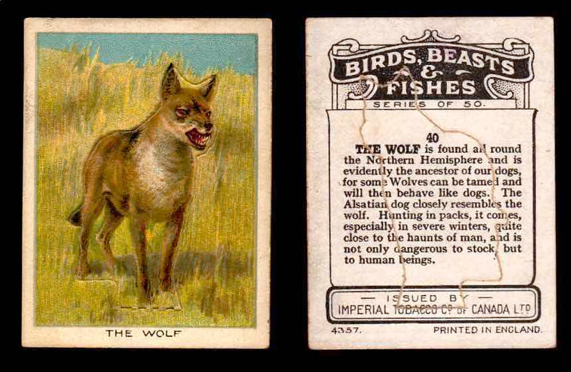1923 Birds, Beasts, Fishes C1 Imperial Tobacco Vintage Trading Cards Singles #40 The Wolf  - TvMovieCards.com